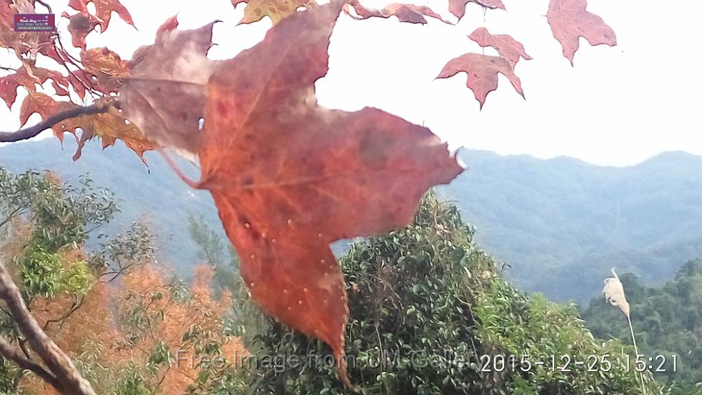 20151225red leaves-IMG_152142.jpg